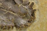 Rare Fossil Caiman (Tsoabichi) Upper Skull with Fish - Wyoming #299741-5